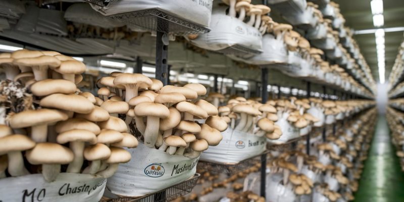 a-photo-of-a-mushroom-farm-with-rows-of-_ZE6BskQjR3-54Vzug1pjwg_2TmdGMIzQnegXuSPTh21Pg
